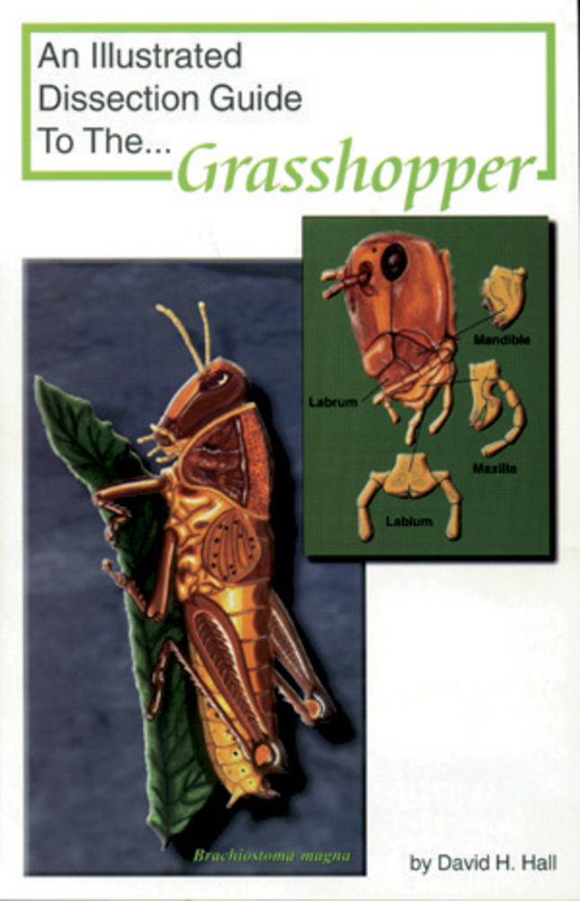 Frey Scientific Mini-Guide to Grasshopper Dissection, Item Number 597015