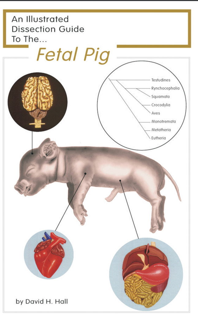 Frey Scientific Mini-Guide to Pig Dissection, Paperback, 16 Pages, Item Number 597039