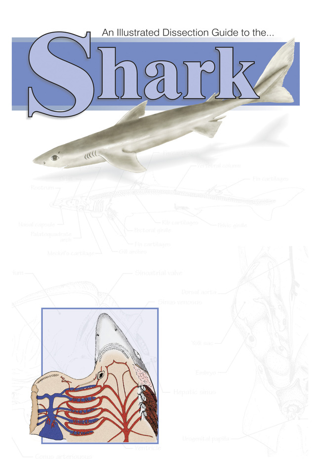 Frey Scientific Mini-Guide to Shark Dissection, Paperback, 20 Pages, Item Number 597177