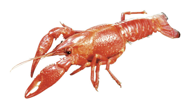 Frey Scientific Choice Preserved Crayfish, Single Injected, Pack of 10, Item Number 596406