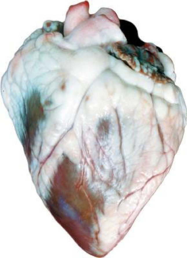 Frey Scientific Choice Preserved Sheep Organ Heart, Pack of 100, Item Number 597993