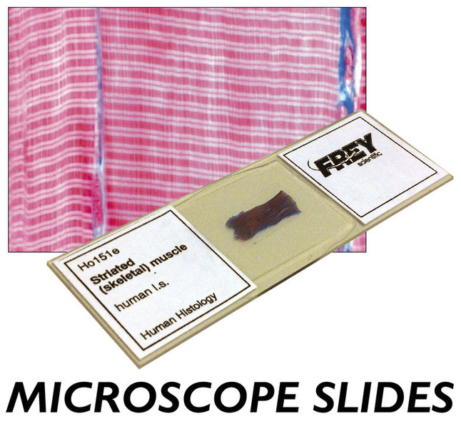 Microscope Slide, Item Number 1017510